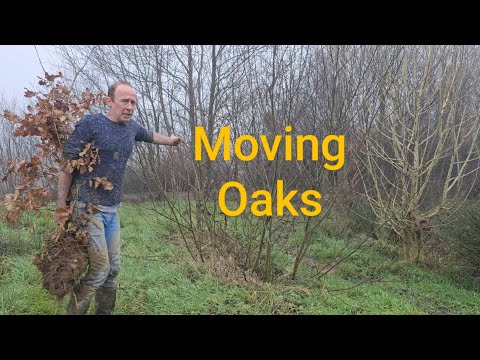 Moving Oaks 🌳 #treeplanting #forest #permaculture #nativetrees #adventure #mud #exercise #ideas