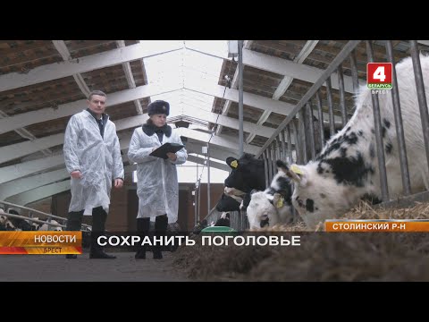 СОХРАНИТЬ ПОГОЛОВЬЕ