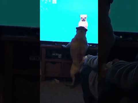 super cute pug reacts to seeing himself on Sims 4 pets