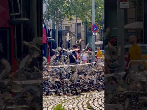 西班牙巴塞羅那加泰羅尼亞廣場的鴿子/Pigoons in Catalonia Square in Barcelona, Spain #西班牙 巴塞羅那#加泰羅尼亞廣場#鴿子