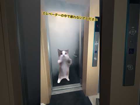 【猫ミーム】エレベーター内では暴れないでください#猫ミーム