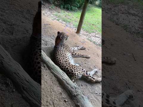 This is what we see in Singapore zoo | @chroniclesofanvit