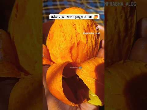 कोकणचाहापूस #shortsfeed#trending#viral#कोकण#reels#कोकणसुख#kokan#कोकणी