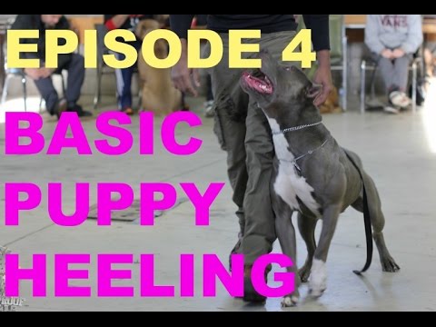 basic puppy heeling walking backwards leash pit bull pitbull training shepherd treat dog trained