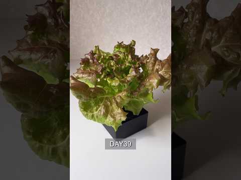 Cultivate sunny lettuce using your favorite container／好きな容器を使ってサニーレタスを栽培　1日目〜39日目