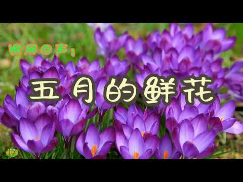 五月的鲜花 - 交响乐。电影《青春之歌》主题音乐