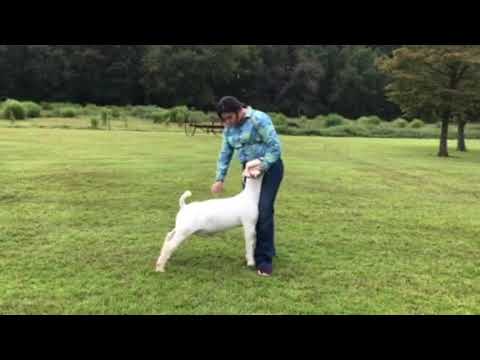 2020 4-H Farm Credit Virtual Showmanship Circuit Show #3 Goat Video Of The Week Hattie Jo Powell