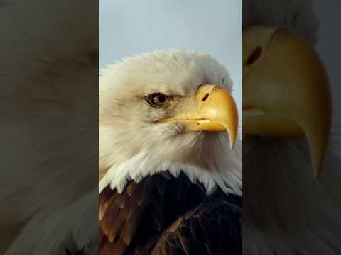 This chemical almost wiped out eagle populations #shorts #eagles #birds #ddt #science #novapbs