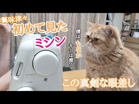 初めてのミシンを見た猫「もなか」