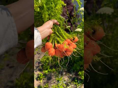 My favorite way to eat my heirloom carrots forever #carrot #food #garden #bento #healthy #preserve