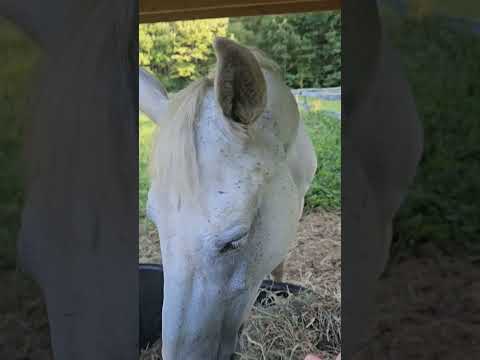 Cozy dinner with my horse,  Dakota! #horsebonding #horse #myanimal