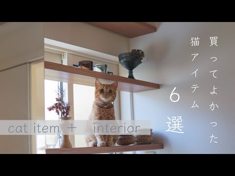 【cat item】猫と暮らすおすすめグッズ6選