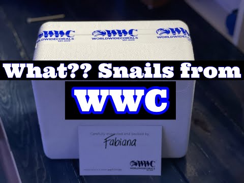 Unboxing World Wide Corals WWC Invertebrate (Snails) For Our Reef Tank