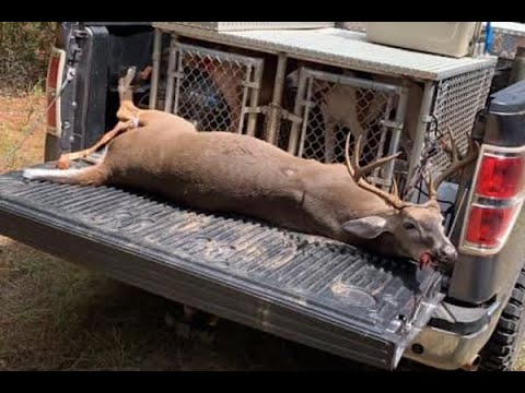 Deer Dog Drive/Dove hunt Labor Day Weekend