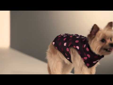 Strike-A-Paws 2014 - Wag-A-Tude Purple Multi Dot Ruffle Front Bomber