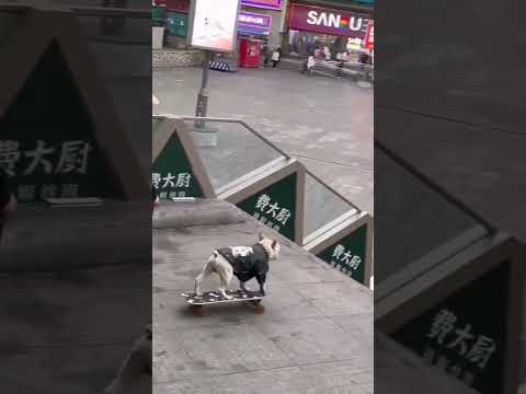 pitbull dog at human level  skateboarding #animal #pets #dog