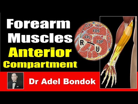 How Do You Remember Every Muscle in the Forearm? Anterior Compartment, Dr Adel Bondok