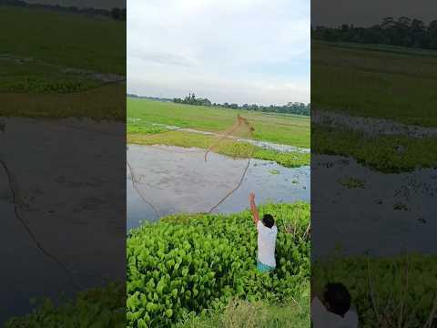 সকাল সকাল মাছের খেলা 🐟🐠🐡| Mr. Mustafa