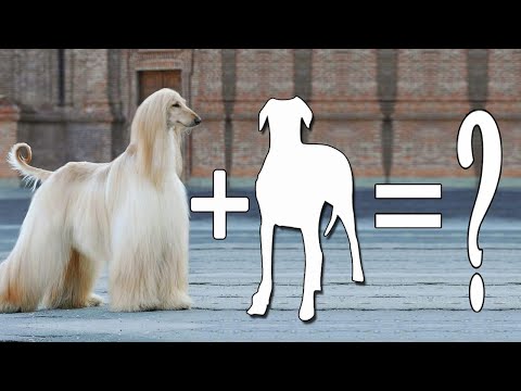 Top 09 Crazily Cute Afghan Hound Mixes Cross Breed Dogs | Afghan Hound Mix