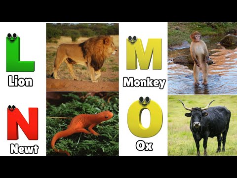 Animals ABC Song | Animals Alphabet Song for Kids | Alphabet Letters | Phonics for Kids