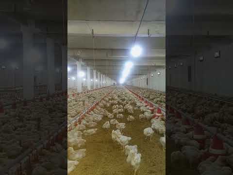 poultry farm #broiler_poultry_farm  #chickenfarm  #murgifarm  #poultryfarmbusinessplan