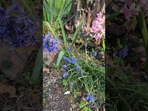 Garden Tour! Our cottage garden April 16 Zone 7b