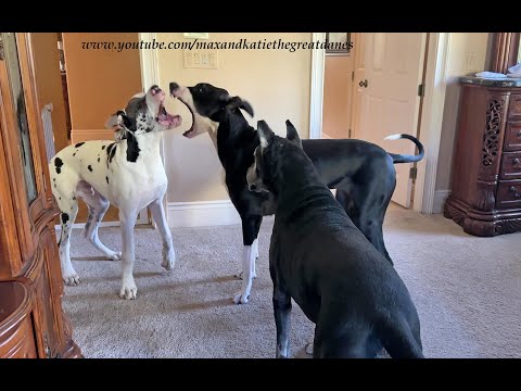 Funny Talkative Great Danes' & Puppy's Morning Exercise Fun