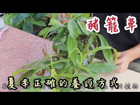 【天天小花農】吃蚊蟲的豬籠草，必要知的夏天正確的照顧方法