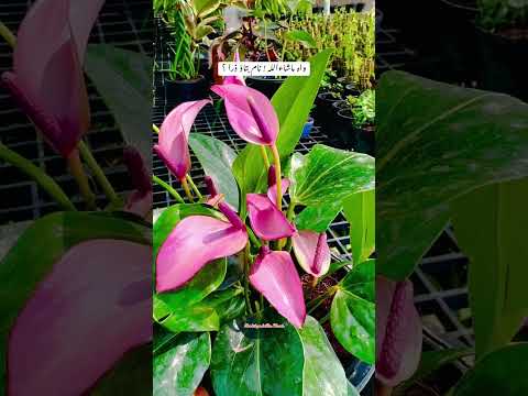 #anthurium #anthuriumplant #indoorplants  #indoordecor #pakistan #india  #dubai  #iran  #usa  #uk