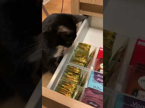 Cute Kitty Is An Expert Organizer