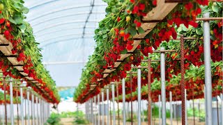 Awesome Hydroponic Strawberries Farming - Modern Agriculture Technology - Strawberries Harvesting