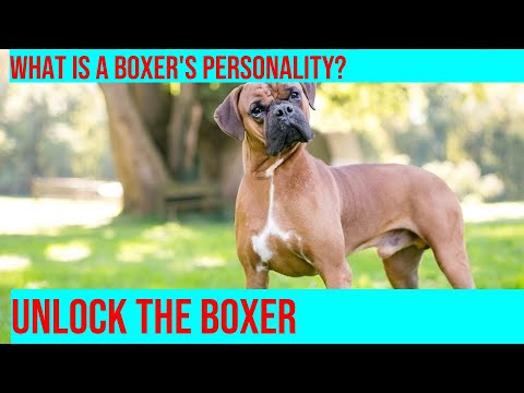 Understanding Boxer Behavior Around Strangers: Tips for Positive Interactions