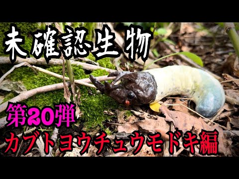 【未確認生物】カブトヨウチュウモドキ見つけるまで終われません！！！