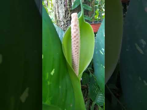 Have you seen dieffenbachia flowers?😲 #shorts