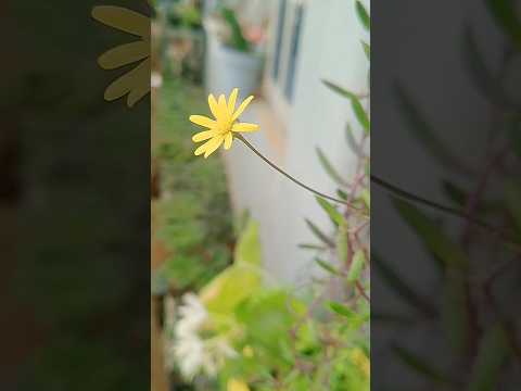 Flowers of string of banana plant #shorts #string #flowers #yellowflower