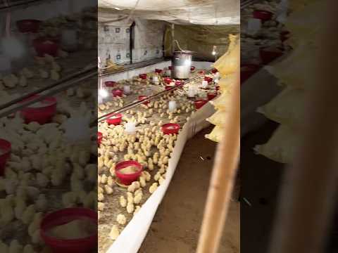 2 day old chicks #trendingvideo#chicken#fancypoultrybusiness #chickenfarming #chickenfarmingbusiness