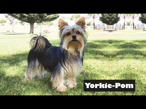 Yorkie Pom every think you need to know before buying | Yorkshire Terrier Pomeranian Mix