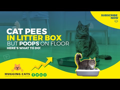 What to Do When Your Cat Pees in the Litter Box But Poops on the Floor