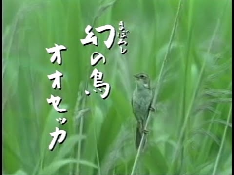 幻の鳥　オオセッカ