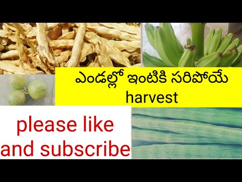 ఎండల్లో ఇంటికి సరిపోయే వెజిటేబుల్ harvest/tody/naliniravindraprasda #vegitable #harvest