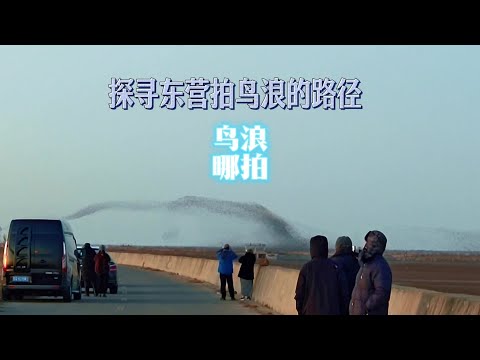 身为东营人，探黄河入海口鸟浪观景路线啦