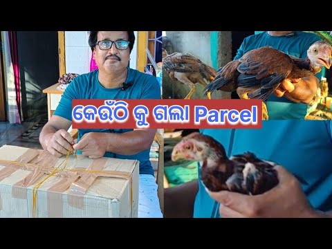 କେଉଁଠି କୁ ଗଲା Parcel📦 Contact-9348286134@basanta_sir_kitchengarden#youtube#chicken