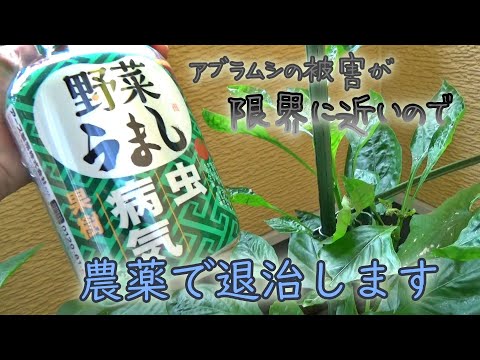 そろそろ農薬に頼らなきゃムリかも・・・ベランダで野菜栽培を始めて2か月経った様子を紹介