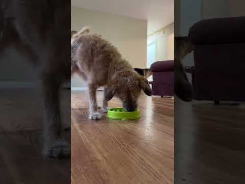 Maisy charging in for the feast #dogshorts #dog #dogs