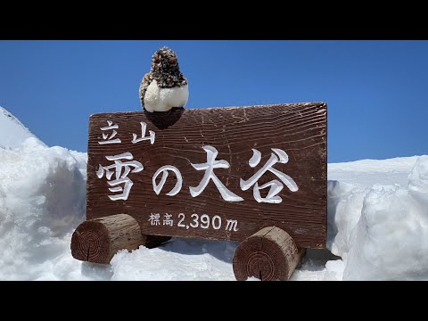 Hidden Japan  89    　雪の大谷14mの壁 (サムネイルの雷鳥はぬいぐるみです)　Tateyama Snow wall