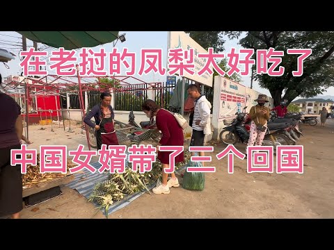 老公的凤梨又好吃又便宜老挝农村在山咔咔里都是这样生存的