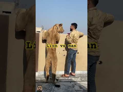 Lion vs man standup #shortsfeed #youtubesearch #animallover #youtubeshorts