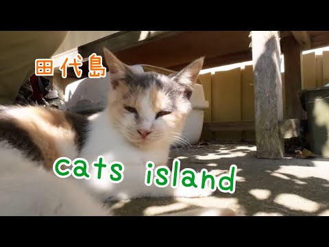 阿部ツ商店の三毛ちゃんのみOnly Calico from Abetsu Shoten【田代島】【２０２４秋】【猫島巡り】