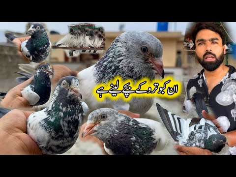 Asa Kabootar Ka Baby Pigeons Lany Hy 😮