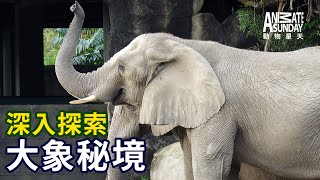 動物星天頻道 EP7《深入探索：大象秘境》搶先看 [4K]